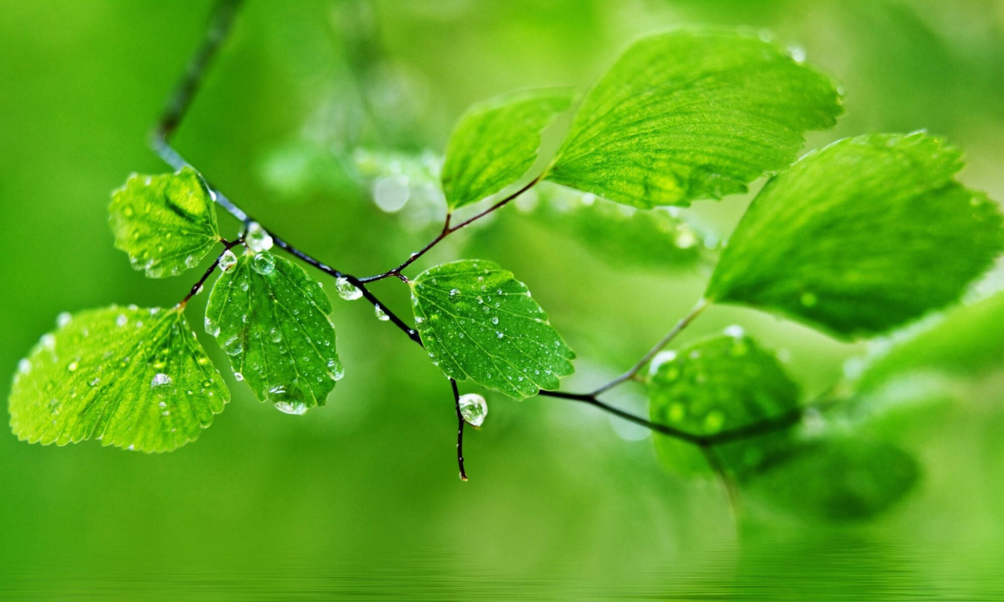 cropped-green-nature-leaf-with-dew-pdju0rwgg16bn5nb